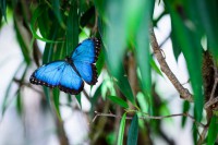 /album/fotogalerie-papilonia-motyli-dum-praha/motyl-morpho-peleides-jpg1/